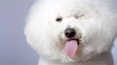 Nume Bichon Frise .